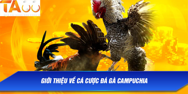 Giới thiệu về cá cược đá gà Campuchia